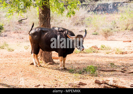 Super Nahaufnahme des Indischen bison stehen unter einem Baum im Zoo. Stockfoto