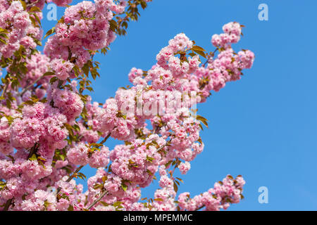 Blühende Zweige der Japanische Kirsche Sakura gegen den blauen Himmel. Schöne rosa Blumen Hintergrund Stockfoto