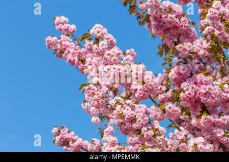 Blühende Zweige der Japanische Kirsche Sakura gegen den blauen Himmel. Schöne rosa Blumen Hintergrund Stockfoto