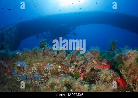 Unterwasser Blick auf einen Taucher Gruppe innerhalb der Metallkonstruktion mit Unterwasserwelt von La Plataforma Wrack abgedeckt (Formentera, Balearen, Spanien) Stockfoto