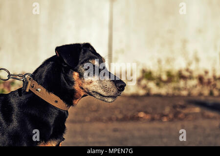 Badbergen starrte in die Ferne. Deutsche Jagd Terrier im Profil Stockfoto