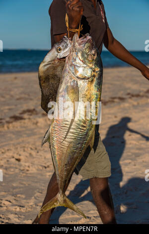 A. lokalen Fischer hält einige Thirteen Fisch in Mosambik gefangen. Stockfoto