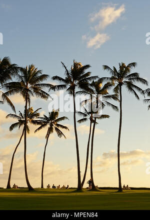 In einem Beach Park Urlauber sitzen in Liegestühlen unter hohen Palmen und den Sonnenuntergang und das abendliche Licht sehen - Ort: Hawaii Stockfoto