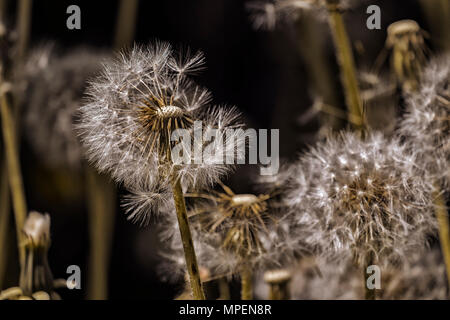 Verblasste Löwenzahn mit teilweise gefallenen Samen in dunklen Farben (Taraxacum officinale) Stockfoto