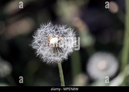 Verblasste Löwenzahn mit teilweise gefallenen Samen auf einer unscharfen dunklen Hintergrund (Taraxacum officinale) Stockfoto