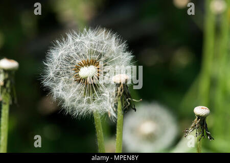 Verblasste Löwenzahn mit teilweise gefallenen Samen auf einen unscharfen Hintergrund (Taraxacum officinale) Stockfoto