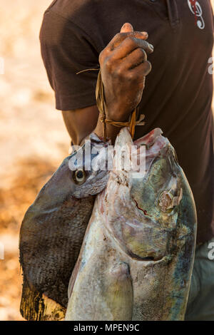 A. lokalen Fischer hält einige Thirteen Fisch in Mosambik gefangen. Stockfoto