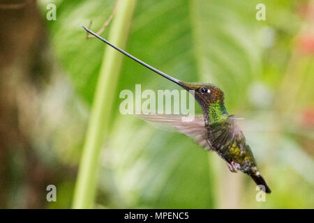 Sword-Billed Hummingbird männlichen Fliegen (Ensifera ensifera) Ecuador Stockfoto