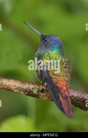 Golden-Tailed Sapphire Hummingbird männlich (Chrysuronia oenone) Ecuador Stockfoto