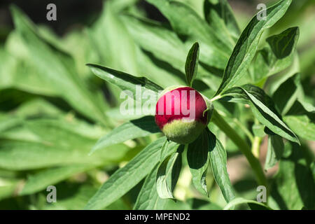 Bud der Pfingstrose von Deep crimson Schatten. Rubra Plena doppelklicken Blühenden Sorte (Paeonia officinalis) Stockfoto