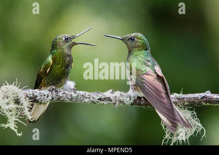 Paar Buff-Tailed Coronet Kolibris (Boissonneaua flavescens) Ecuador Stockfoto