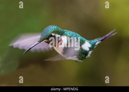 Woodstar white-bellied Hummingbird männlichen Fliegen (Chaetocercus mulsant) Ecuador Stockfoto