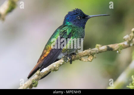 Golden-Tailed Sapphire Hummingbird männlich (Chrysuronia oenone) Ecuador Stockfoto