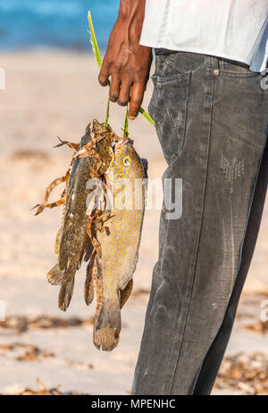 A. lokalen Fischer hält einige Thirteen Fisch in Mosambik gefangen. Stockfoto