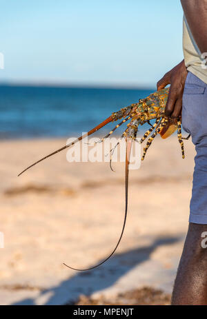 A. lokalen Fischer hält einige Thirteen Fisch in Mosambik gefangen. Stockfoto