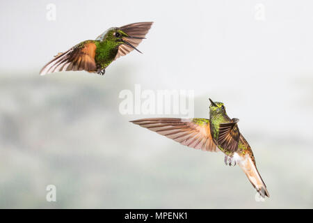 Paar Buff-Tailed Coronet Kolibris fliegen (Boissonneaua flavescens) Ecuador Stockfoto