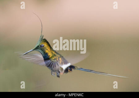Wire-Crested Thorntail Hummingbird männlichen Fliegen (Discosura popelarii) Ecuador Stockfoto