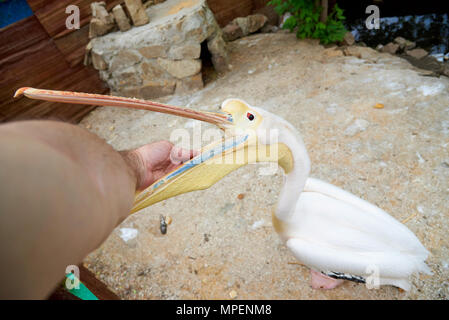 Pelikan im Zoo. Ein Mann ist ein Pelikan. Stockfoto