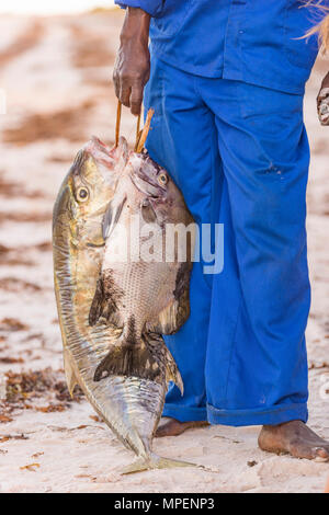 A. lokalen Fischer hält einige Thirteen Fisch in Mosambik gefangen. Stockfoto