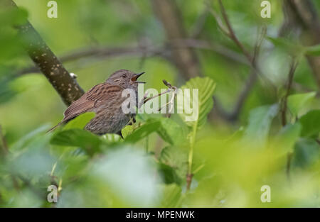 Dunnock, Phasianus colchicus in voller Song. Feder. Großbritannien Stockfoto