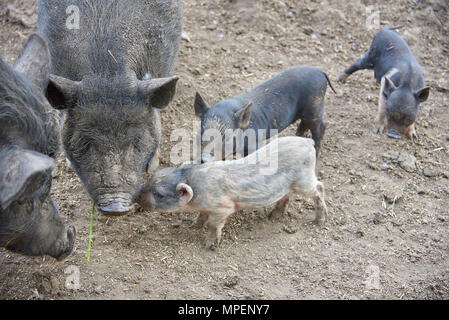 Schwein mit kleinen Schweinen im Corral. Stockfoto