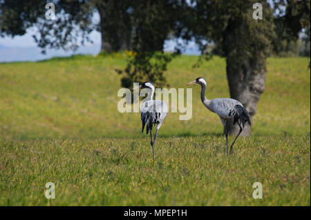 Kraniche (Grus Grus) in Navalcan Reservoir, Toledo, Spanien. Stockfoto