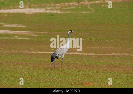 Kraniche (Grus Grus) in Navalcan Reservoir, Toledo, Spanien. Stockfoto