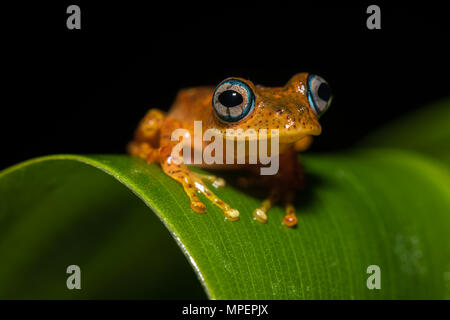 Baumklettern Froscharten (Boophis pyrrhus) sitzt auf Blatt, Andasibe Nationalpark, Madagaskar Stockfoto