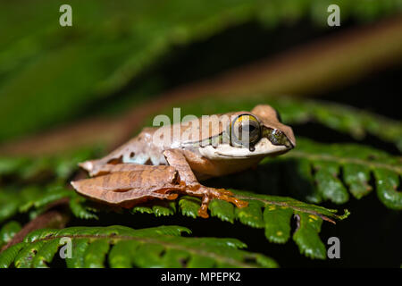 Baumklettern Froscharten (Boophis reticulatus) sitzt auf Blatt, Andasibe Nationalpark, Madagaskar Stockfoto