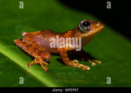 Baumklettern Froscharten (Boophis pyrrhus) sitzt auf Blatt, Andasibe Nationalpark, Madagaskar Stockfoto