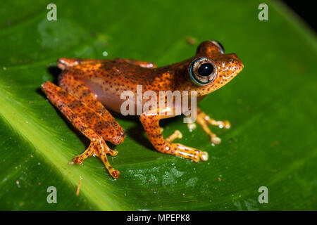 Baumklettern Froscharten (Boophis pyrrhus) sitzt auf Blatt, Andasibe Nationalpark, Madagaskar Stockfoto