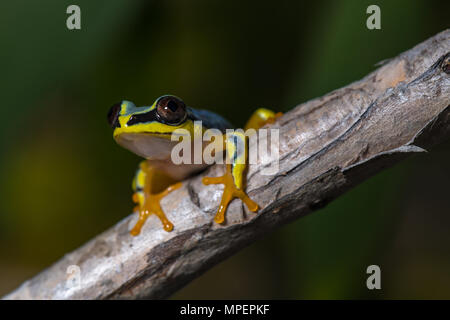 Blue-Back Reed Frog (Heterixalus madagascariensis) sitzt auf Zweig, Akanin'ny Nofy finden, Madagaskar Stockfoto