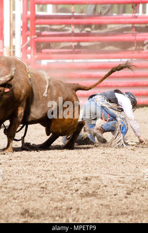 Bull-riding-Rider ist eine Herausforderung, eine sehr verärgert, wütend 2000 lbs Stier auf dem Rücken zu bleiben - die gefährlichsten acht Sekunden Sport. Stockfoto