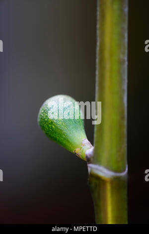 Nahaufnahme eines sich entwickelnden kleinen grünen Feigenbaum Früchte auf einem Zweig Stockfoto