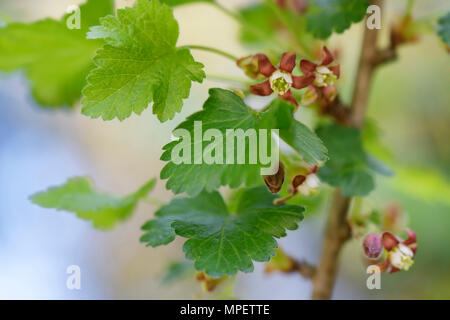 Nahaufnahme von schwarzen Johannisbeeren Blüten, Kleine rote Blumen auf einer Anlage Stockfoto