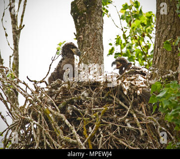 Junge Adler in ihrem Nest Stockfoto