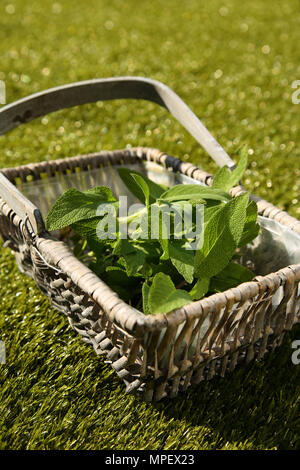 Frisch gepflückte Salbeiblätter, Salvia officinalis, in einem Weidenkorb auf grünem Gras Stockfoto