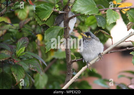 Laut Miner Küken auf Hibiscus Zweig (Manorina Melanocephala) Stockfoto