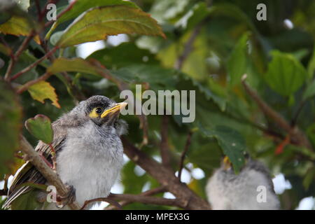 Laut Miner Küken auf Hibiscus Zweig (Manorina Melanocephala) Stockfoto