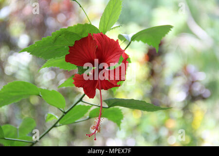 Roter Hibiscus Flower Stockfoto