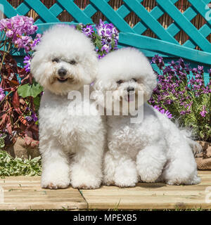 Bichon frise Stockfoto