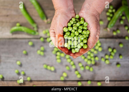 Ältere Frauen in den Händen der Erbsen Stockfoto