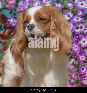 Cavalier King Charles spaniel Stockfoto