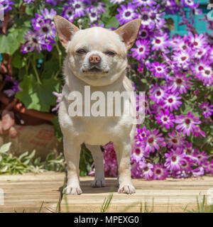 Chihuahua; glatt beschichtet Stockfoto