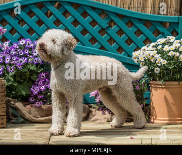 Lagotto Romagnolo Hund Stockfoto