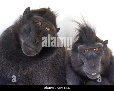 Crested macaque Macaca nigra auch als Crested schwarzen Makaken bekannt, Sulawesi crested Makaken, oder die Schwarze ape Stockfoto