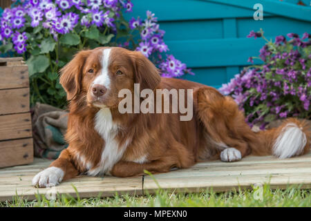 Nova Scotia Duck tolling retriever Stockfoto