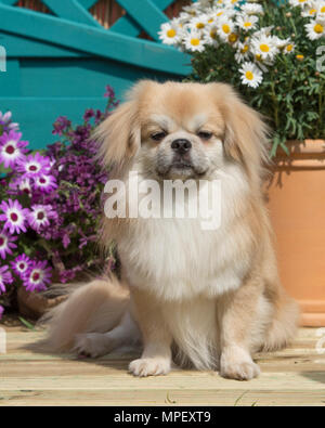 Tibetan Spaniel Stockfoto