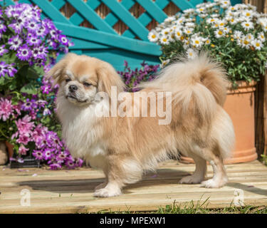 Tibetan Spaniel Stockfoto