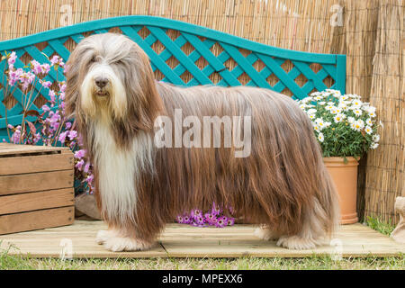 Bearded Collie Hund Stockfoto